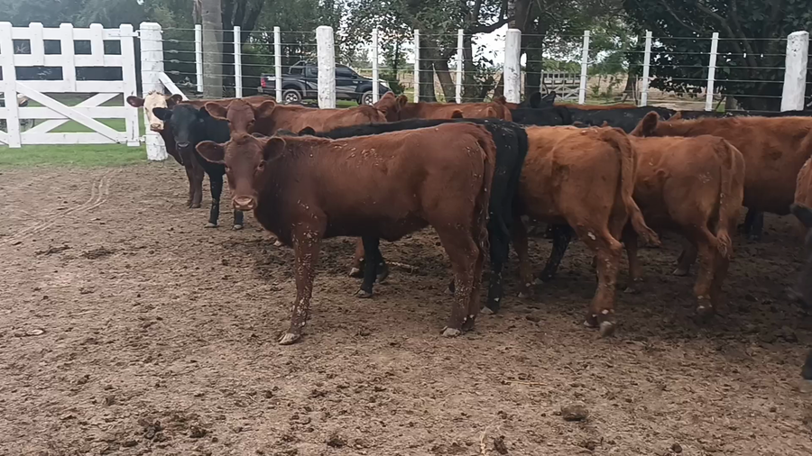 Lote 60 Terneras Angus en Palacios, Santa Fe