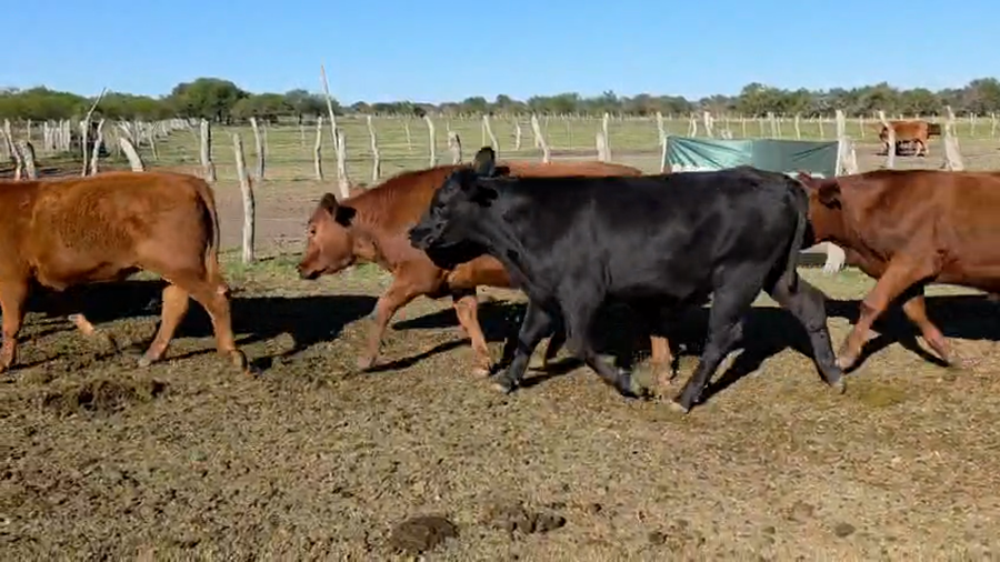 Lote 45 Novillitos en Sauce de Luna - ER