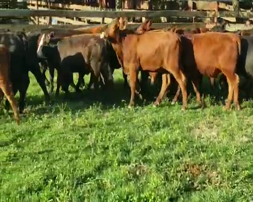 Lote 30 Terneros/as en Villaguay, Entre Ríos