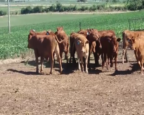 Lote 18 Terneros AA COLORADO 215kg -  en SANTA RITA COLONIA A 25 KMS DE CARMELO