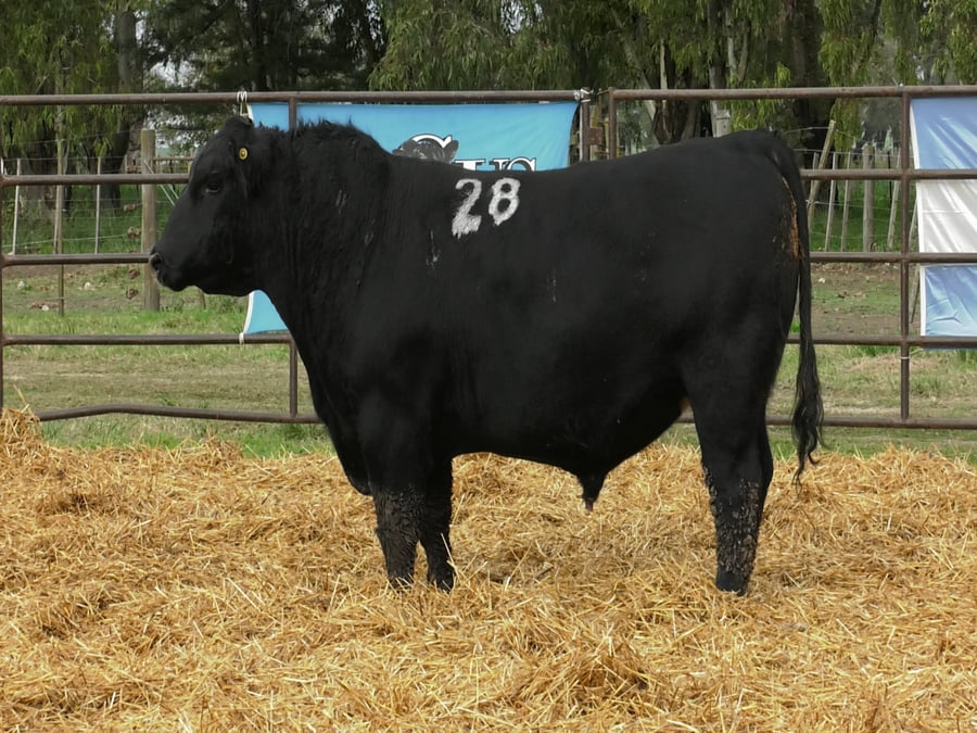 Lote TOROS ANGUS NEGROS PC