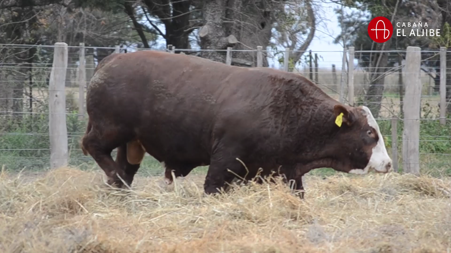 Lote BRAFORD EL ALJIBE