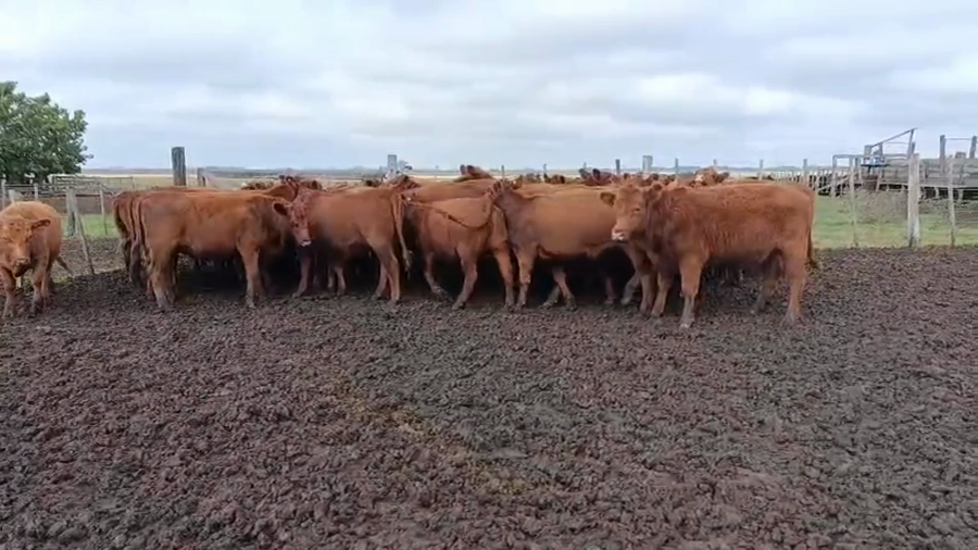 Lote 36 Vaquillonas P/ entorar