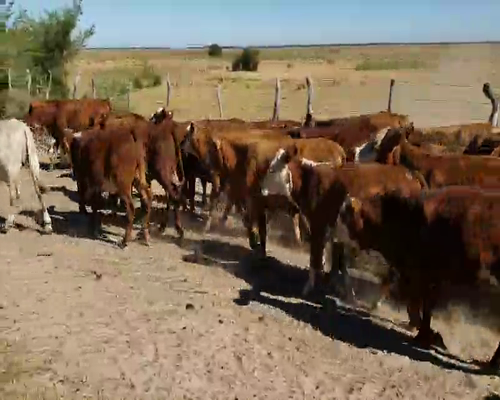 Lote 56 Terneros/as en San Roque, Corrientes