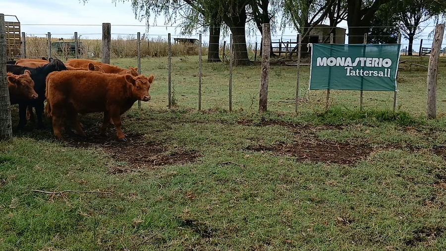 Lote 20 Terneros/as en Rauch