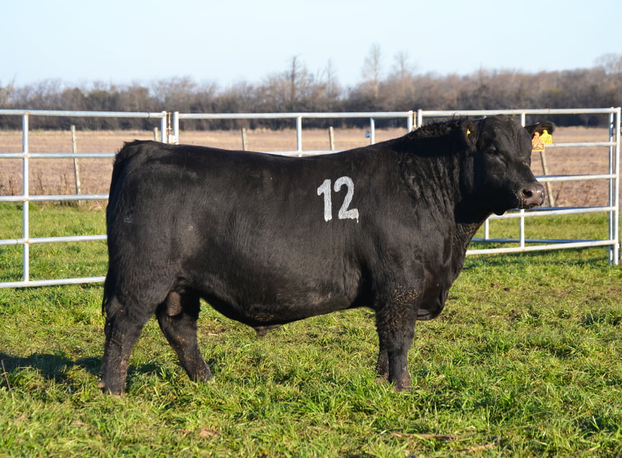 Lote TOROS PEDIGREE H463 H483