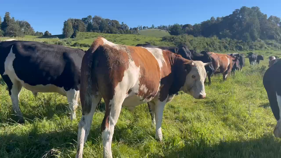 Lote 45 Novillo Gordo en Puerto Varas, X Región Los Lagos