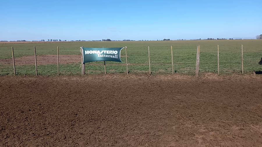 Lote 40 Terneros en Coronel Suarez, Buenos Aires