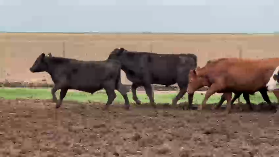 Lote 100 Terneros/as en Gral. Pinto