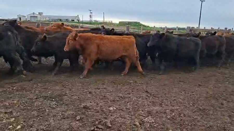 Lote 85 Novillitos