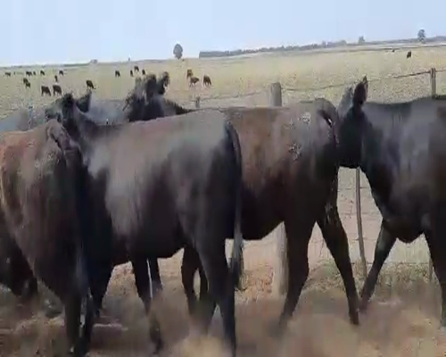 Lote 12 Vaquillonas C/ gtia de preñez en Pellegrini, Buenos Aires