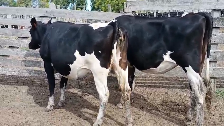 Lote 2 Vaquillonas  a remate en Pantalla Camy - Aniversario 31 Años 500kg - , San José