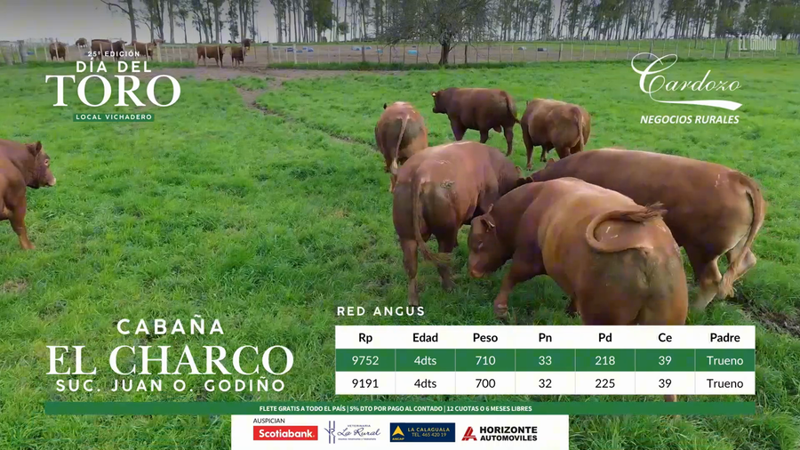 Lote El Charco - Red Angus