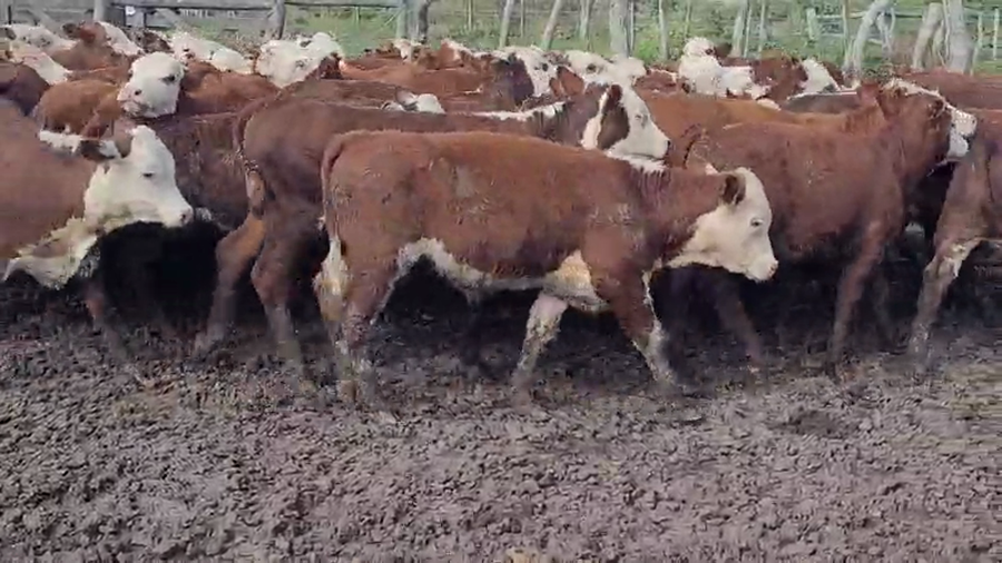 Lote 60 Terneros/as en Villaguay, Entre Ríos