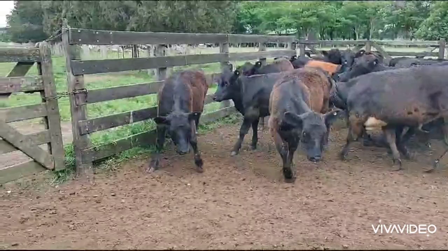 Lote 40 Terneros/as en Brandsen, Buenos Aires