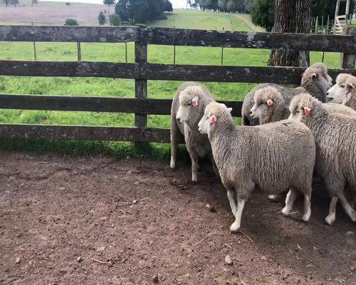 Lote 8 Borregas en Cerro Largo, Cerro Largo