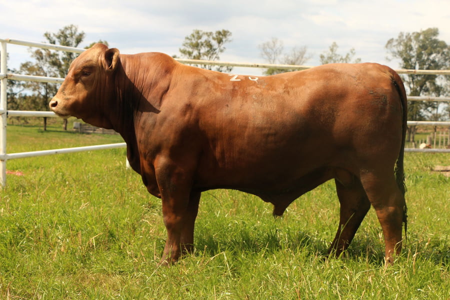 Lote Toros a remate en 14º Nacional Brangus, Tacuarembó