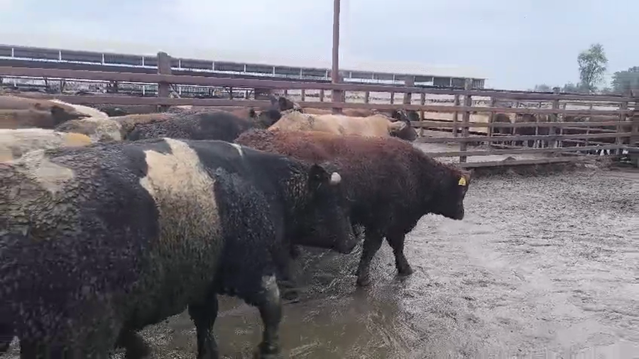 Lote 20 Novillo Gordo en Los Ángeles, VIII Región Biobío