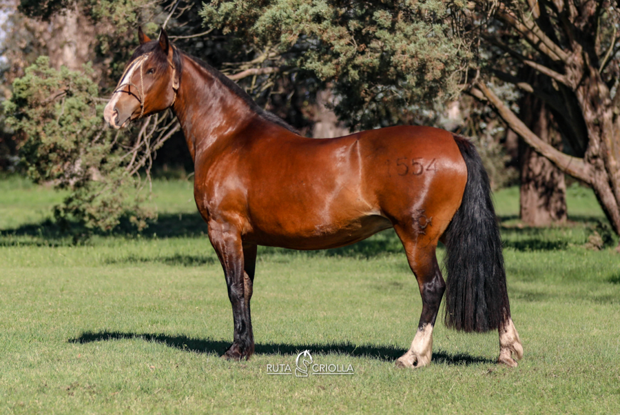 Lote Golilla Fabulosa