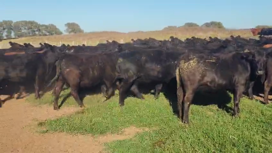 Lote 94 Vaquillonas C/ gtia de preñez