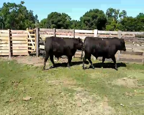 Lote 2 TORO PI en Melo, Cerro Largo