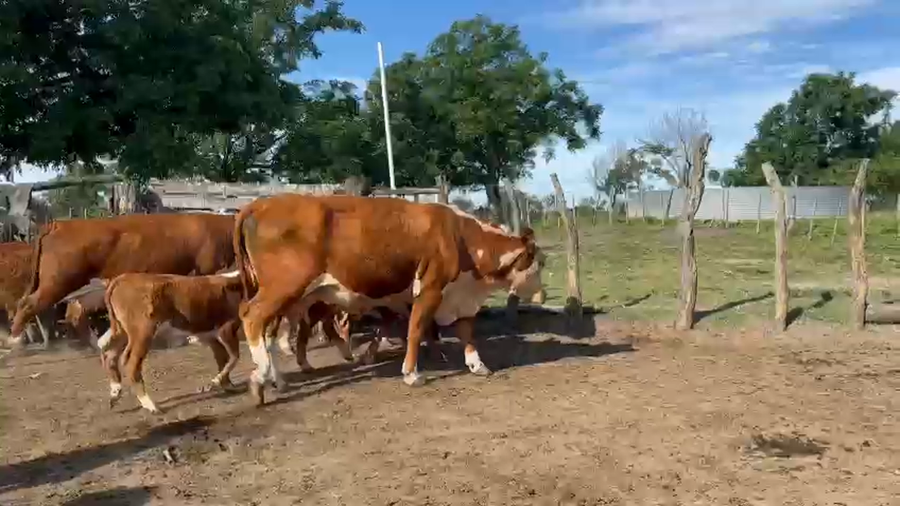 Lote 6 Vacas CUT con cría