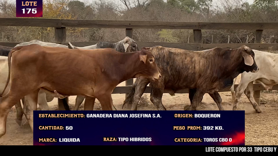 Lote LOTE 175 - 50 TOROS CBO 0