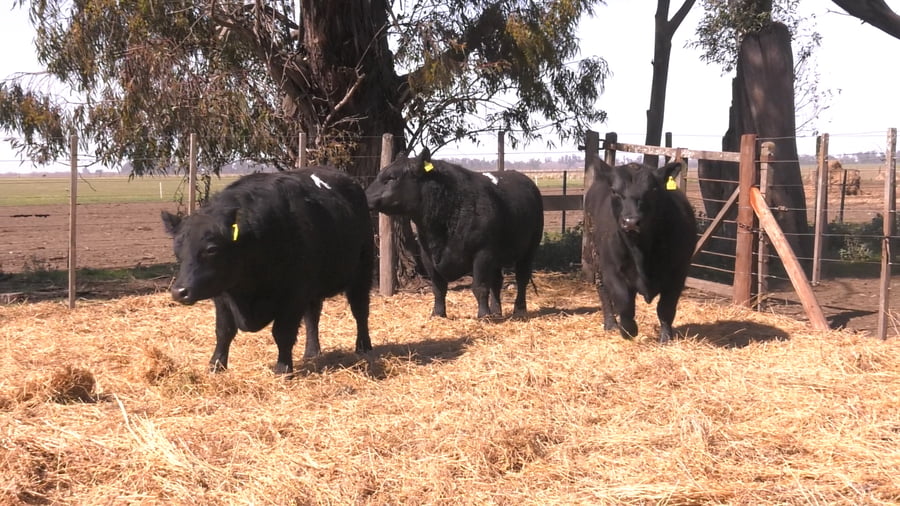 Lote TOROS PUROS POR CRUZA 