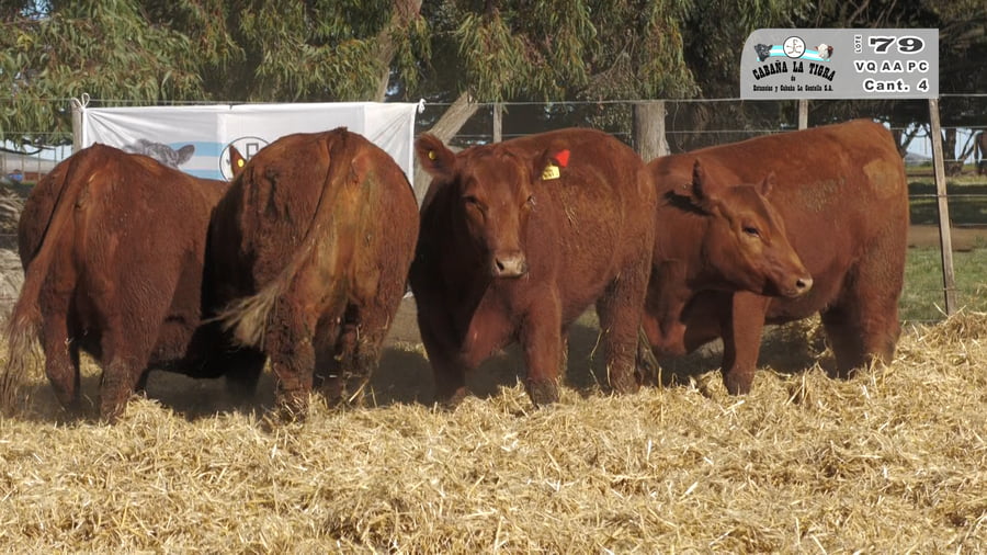 Lote VAQUILLONAS PC PARICION OTOÑO