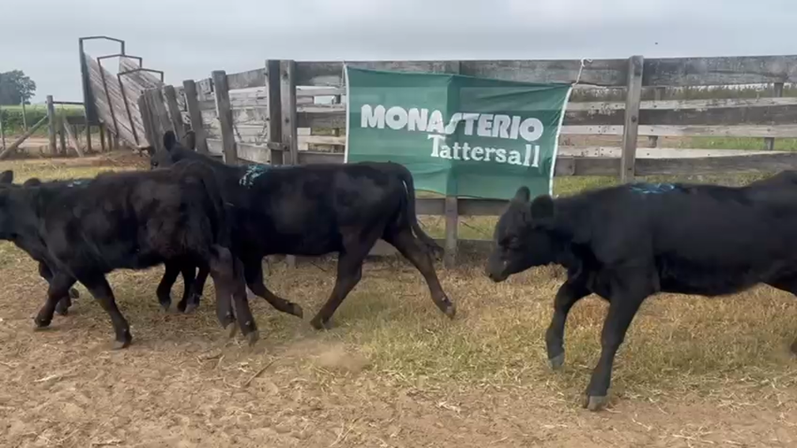 Lote 24 Terneras en Urdampilleta