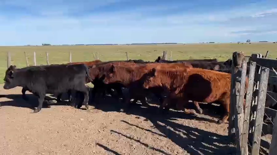 Lote 66 TERNS. HEMBRAS, OLAVARRÍA. BS. AS.