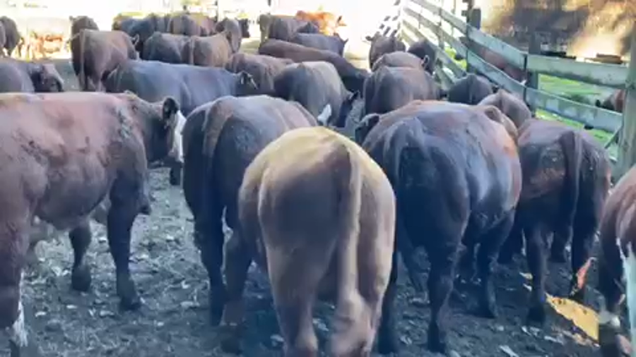 Lote 63 Ternero en Puerto Varas, X Región Los Lagos