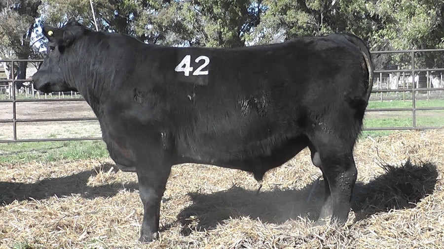 Lote ANGUS PURO CONTROLADO