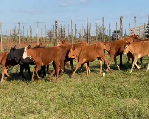 Lote 75 Terneros/as en Virasoro, Corrientes