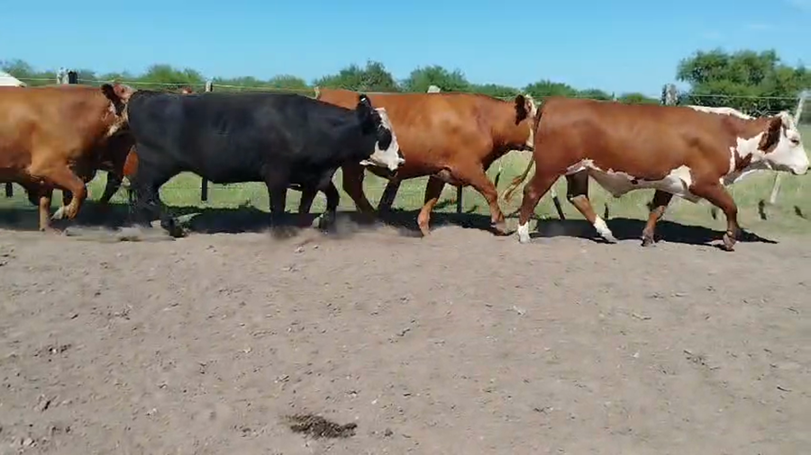 Lote 33 Novillos en Corrientes, Curuzu Cuatia