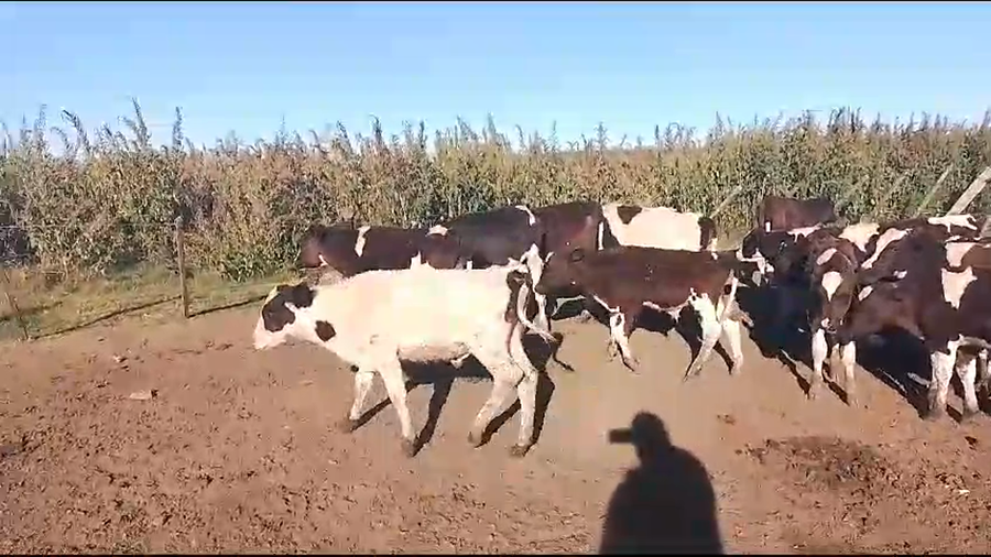 Lote terneros hol 14