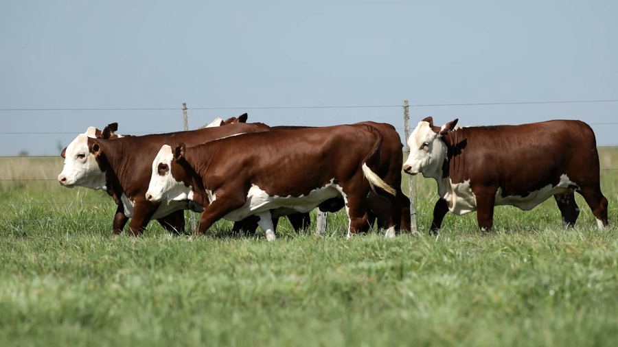 Lote Vaquilla Para Servicio