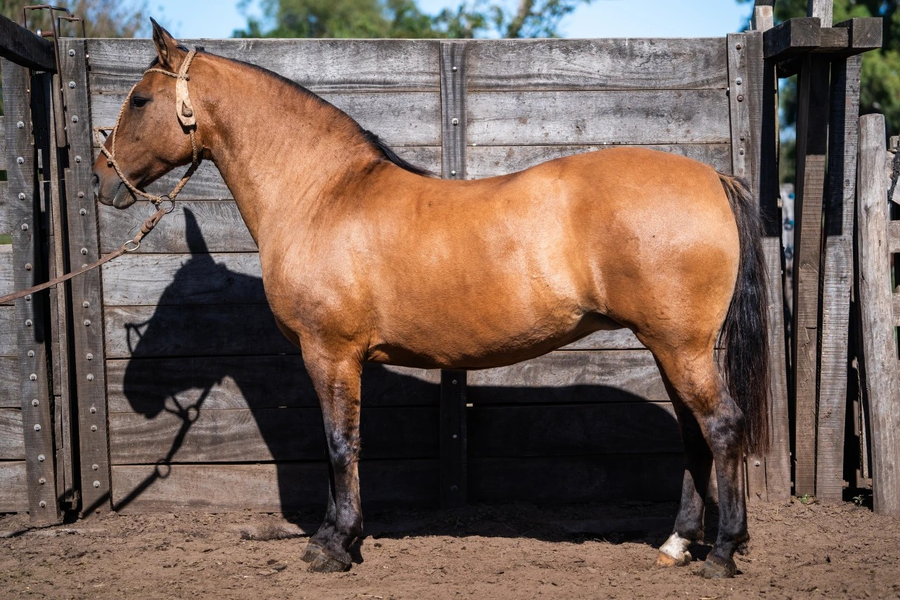 Lote MIRABRAS GRAN DAMA