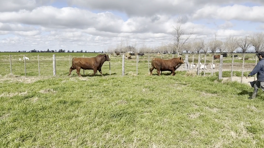 Lote Toros Cabaña "Don Pedro"