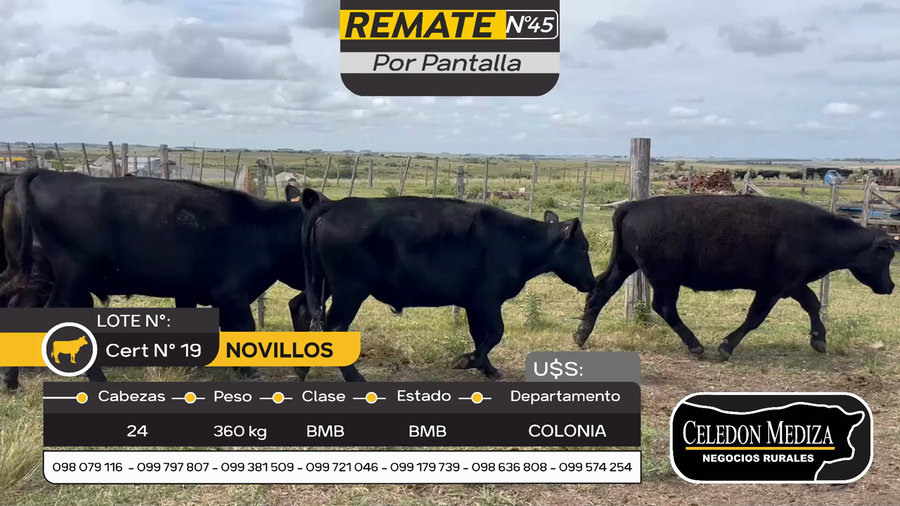 Lote 24 Novillos en Otra Localidad, Colonia