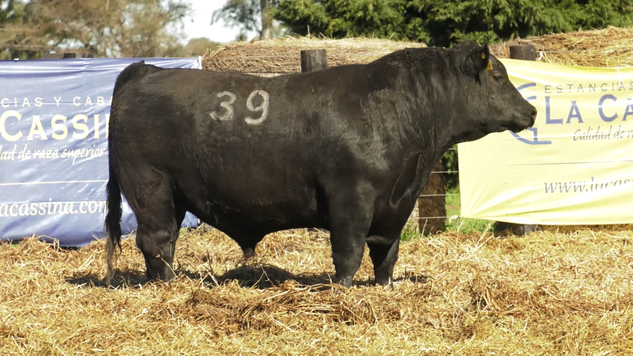 Lote TOROS ANGUS PURO CONTROLADO