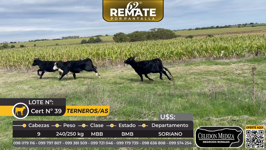 Lote 9 Terneros y Terneras en Agraciada, Soriano