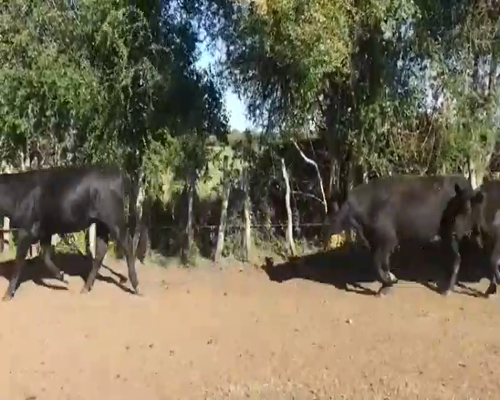 Lote 53 Vaquillonas en Sauce de Luna, Entre Ríos