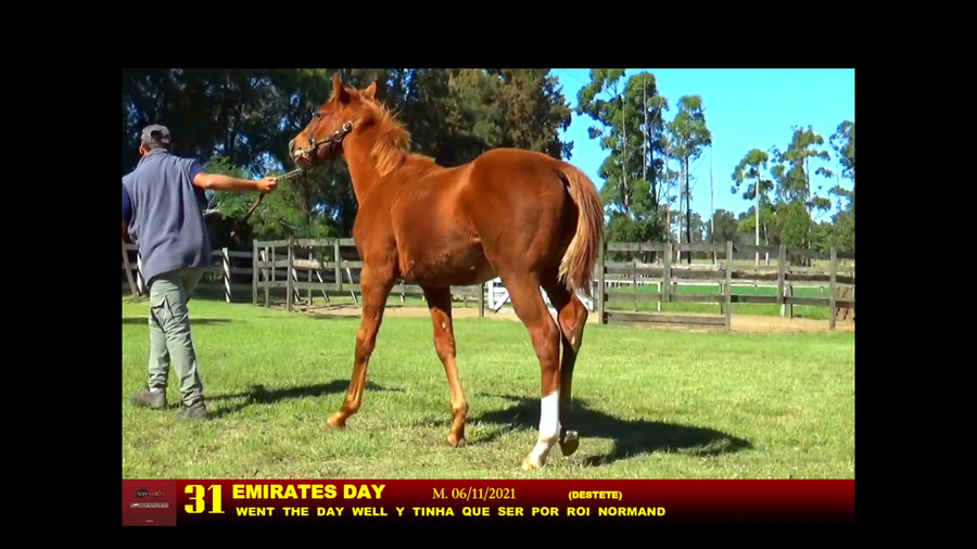 Lote EMIRATES DAY