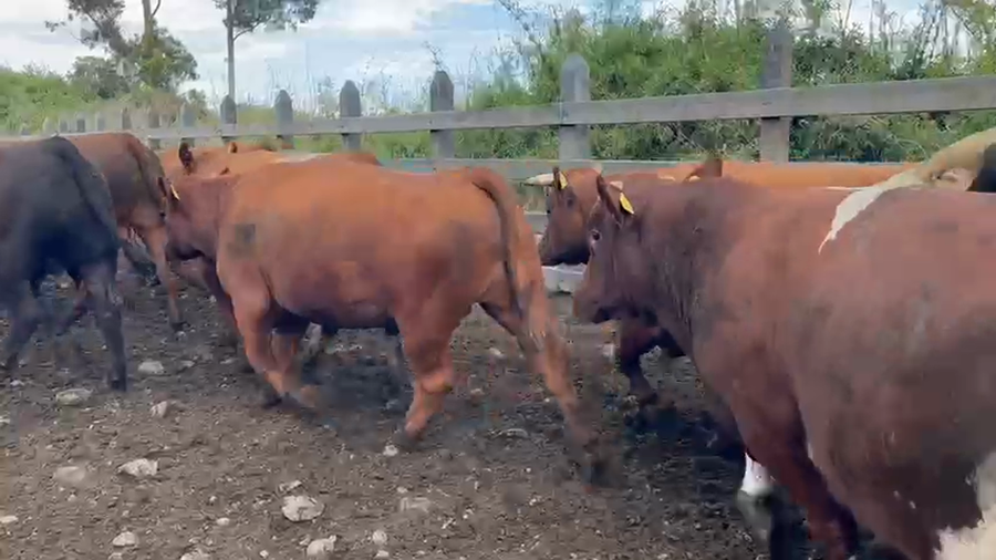 Lote 44 Novillo Gordo en Puyehue, X Región Los Lagos