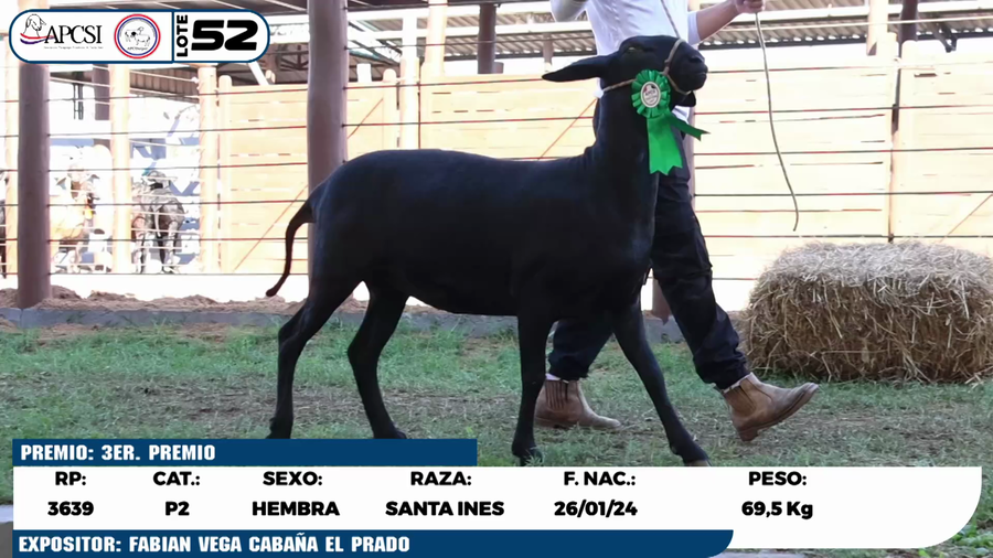 Lote LOTE 52