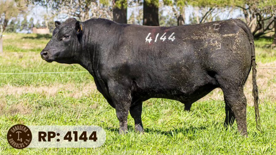 Lote RP 4144