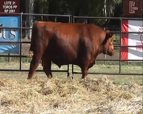 Lote TOROS  A. ANGUS PUROS DE PEDIGREE