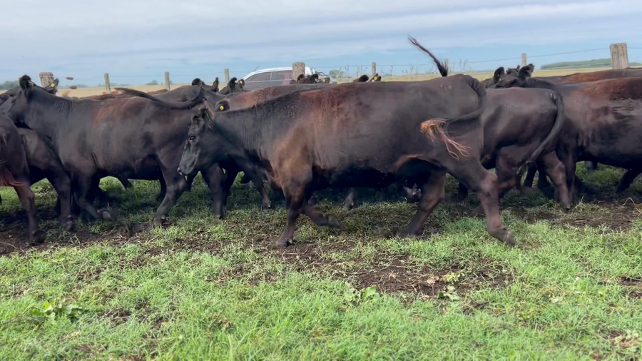 Lote 33 Vacas nuevas C/ gtia de preñez
