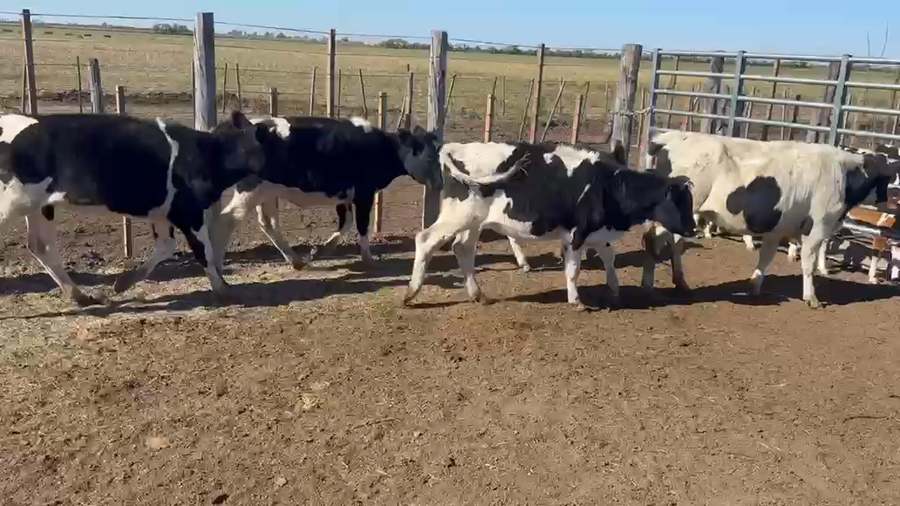 Lote 27 Terneras Holando Argentino en Ramona, Santa Fe